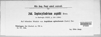 Septocylindrium aspidii image